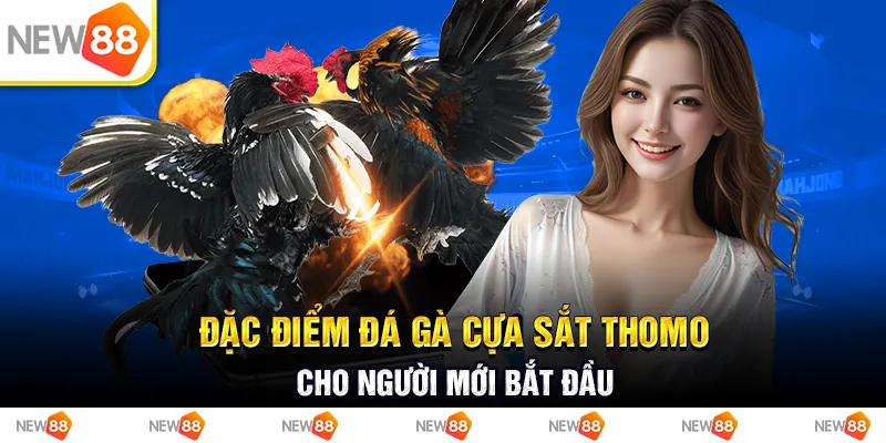 Đặc điểm đá gà cựa sắt thomo cho người mới bắt đầu
