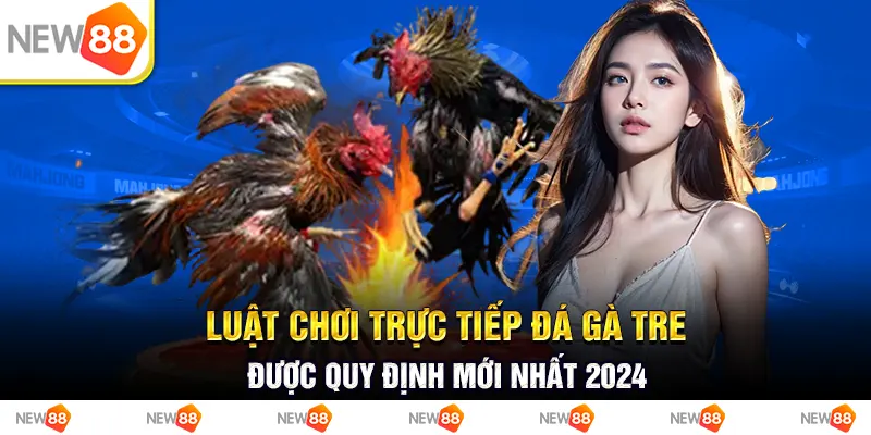 Luật chơi trực tiếp đá gà tre được quy định mới nhất 2024