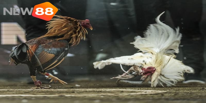 Lợi ích người chơi nhận được khi tham gia đá gà trực tiếp trên mạng