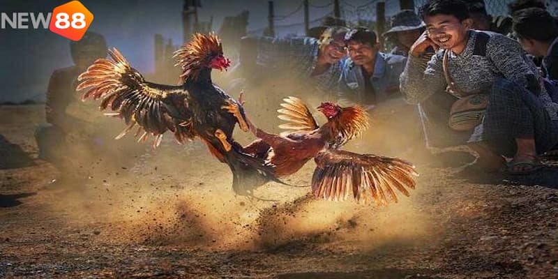 trận đá gà 24 tỷ Tìm hiểu về địa điểm tổ chức trận đá gà 24 tỷ đỉnh cao