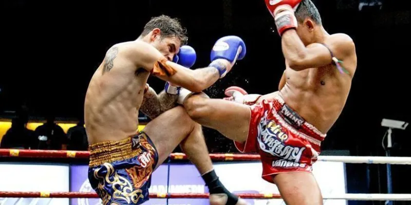 Làm quen với luật chơi và các kiểu cược thường gặp trong quyền anh