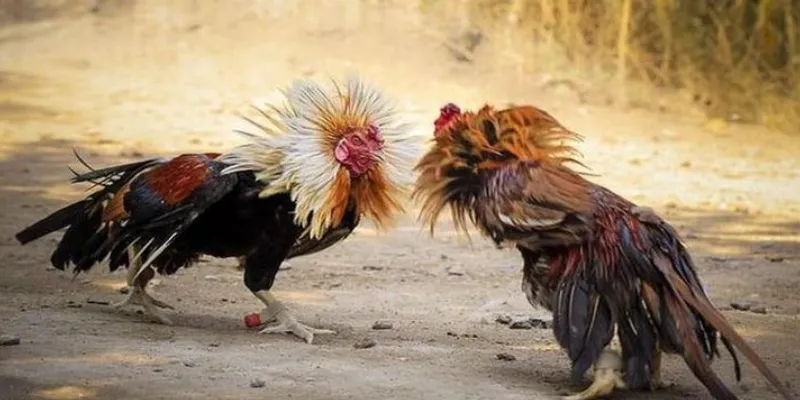 Giới thiệu toàn diện về đá gà thomo