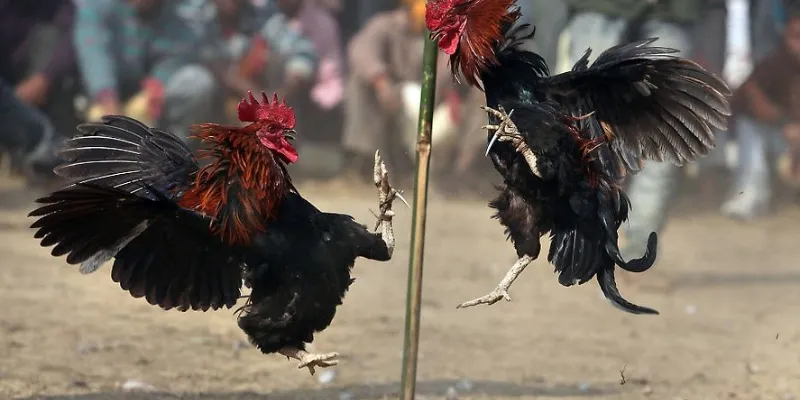 Mẹo đặt cược thông minh khi đá gà thomo