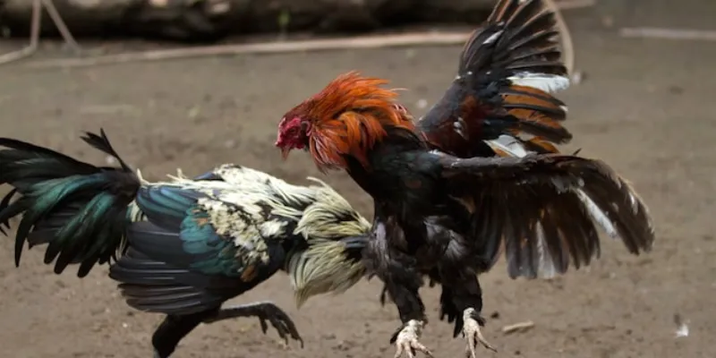 Các quy tắc và luật chơi trong đá gà cựa dao tại New88