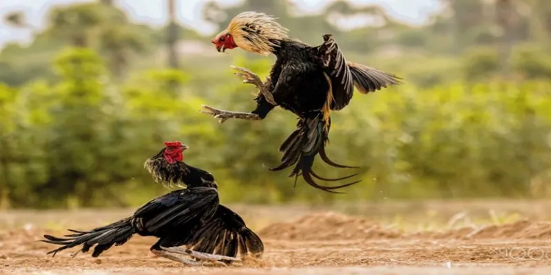 Xem đá gà C1 trực tuyến Full HD tại New88