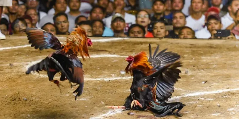 Các phương thức cược đá gà C1 tại New88