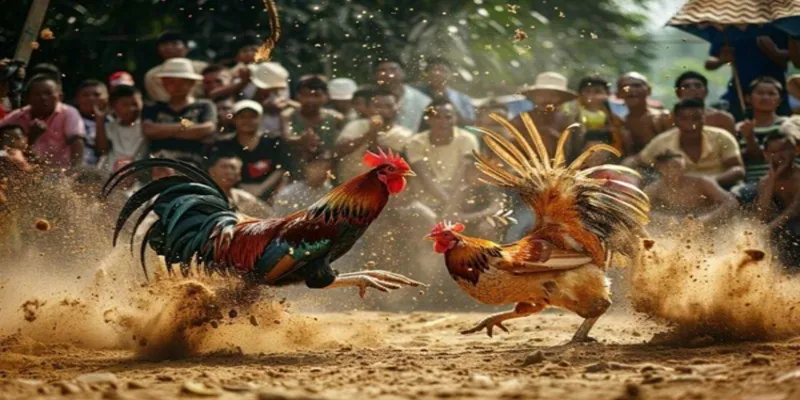 Những hình thức đá gà trực tiếp Campuchia đang hot hiện nay