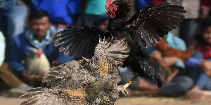 Mẹo đặt cược hiệu quả khi xem trực tiếp đá gà CPC3