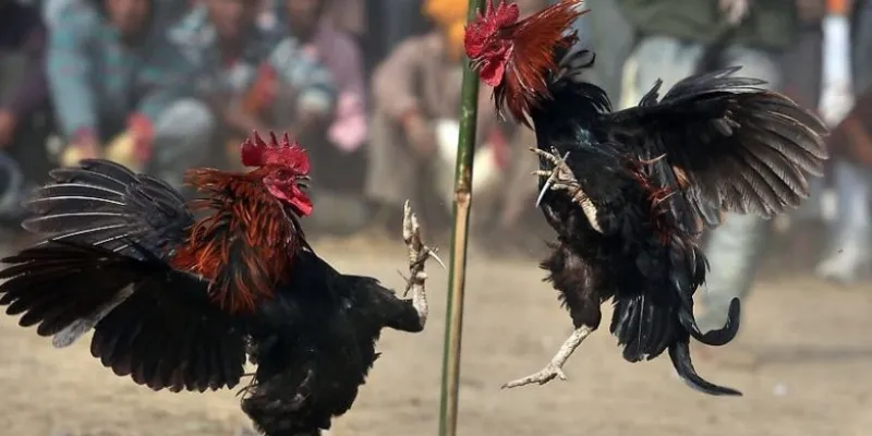 Tìm hiểu tham gia xem trực tiếp đá gà tre tại New88