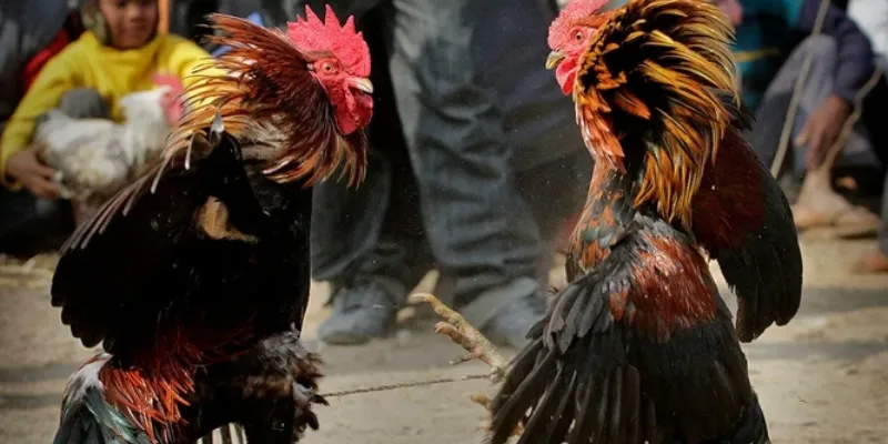 Các loại hình cá cược đá gà Asil