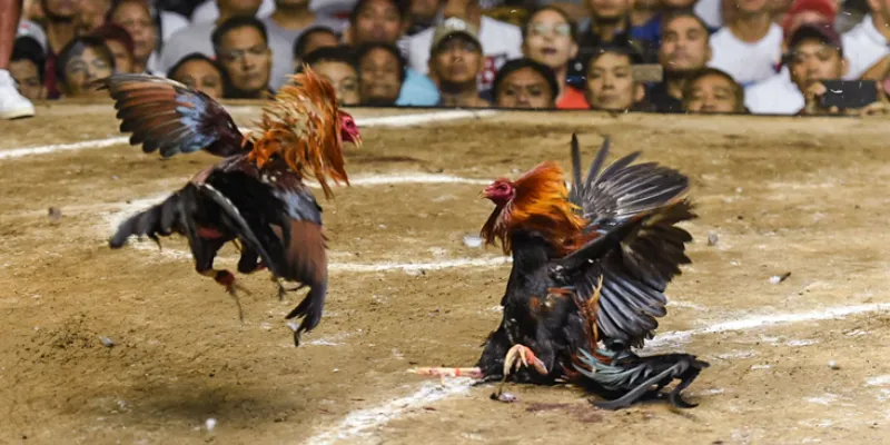 Mẹo đặt cược đá gà Asil hiệu quả