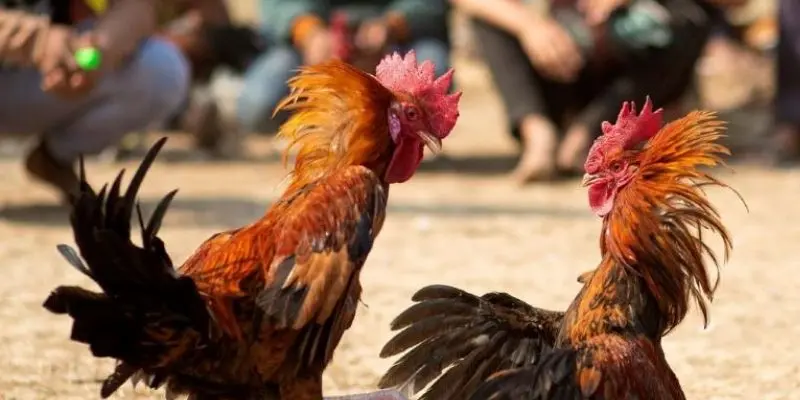 Khai-niem-da-ga-cua-sat-la-gi