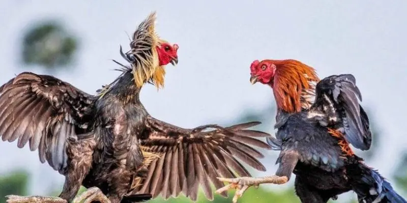 Cach-choi-da-ga-loai-hinh-cua-sat