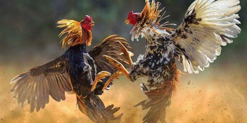 Các ưu điểm khi xem gà đá trực tiếp