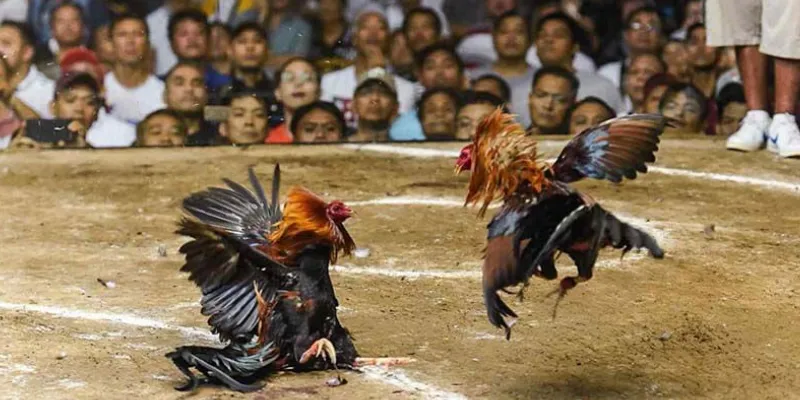 Đôi nét về trò chơi đá gà