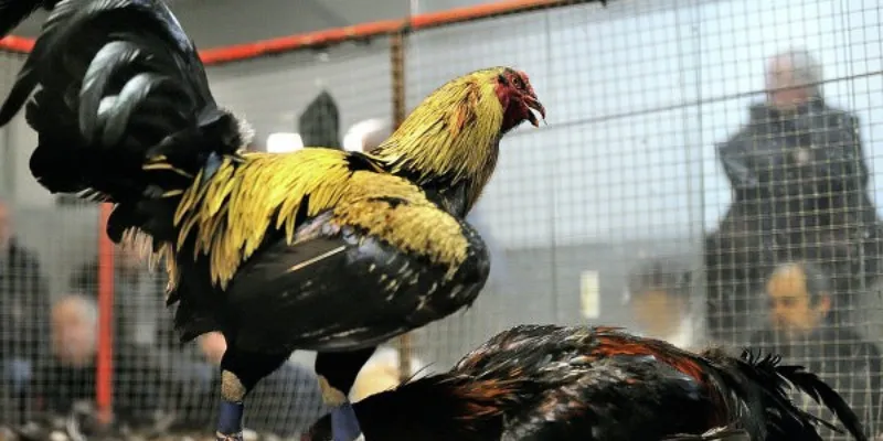 Tìm hiểu luật chơi đá gà Mỹ chi tiết