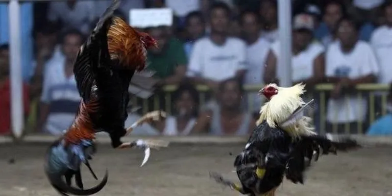 Thông tin chung về gà chọi cựa dao