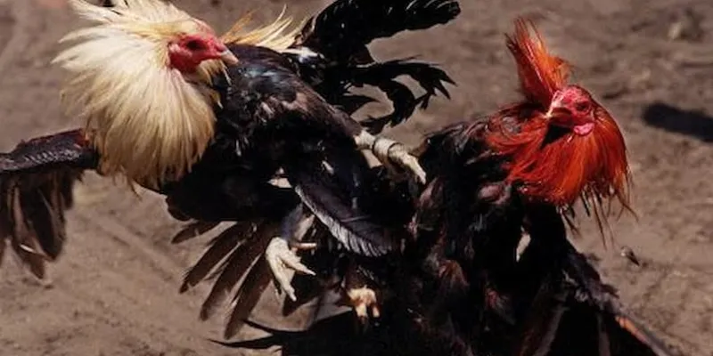 Một số loại cược gà chọi cựa dao phổ biến