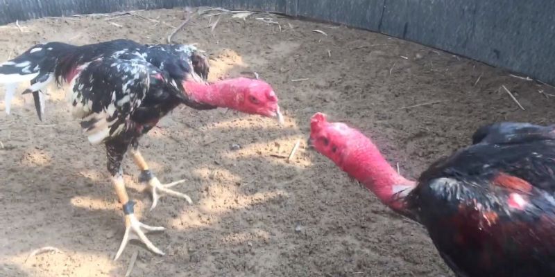 Đôi nét về hình thức chọi gà phổ biến