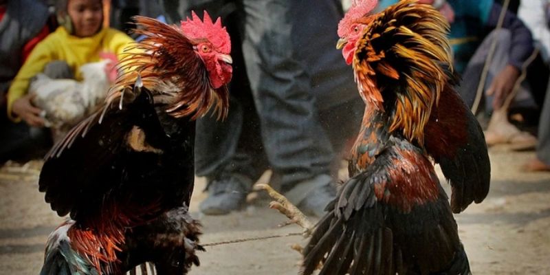 Lựa chọn địa điểm uy tín để xem đá gà