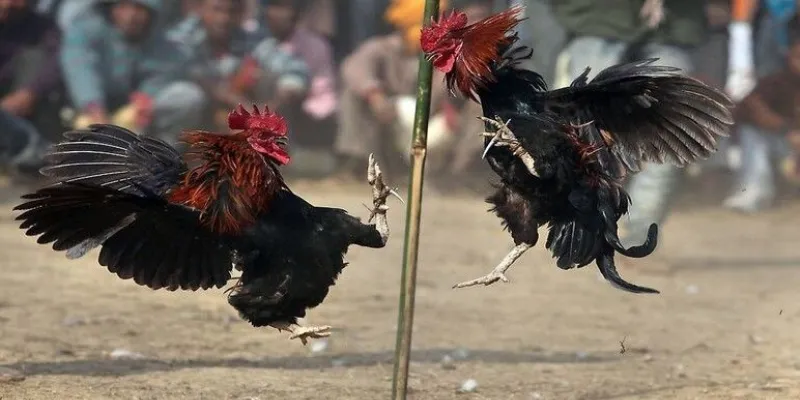 Cách tham gia và cá cược đá gà Thomo Live trên New88