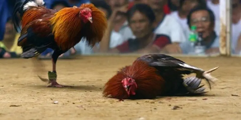 3 chiến thuật cực hay khi tham gia chơi cá cược đá gà