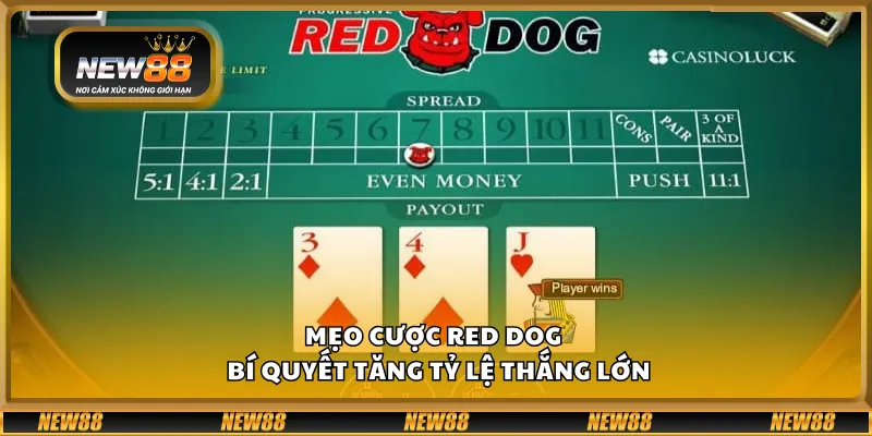 Mẹo cược Red Dog – Bí quyết tăng tỷ lệ thắng lớn